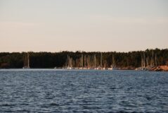 Vedviken
