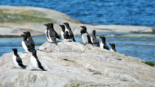 Tordmular på klippa