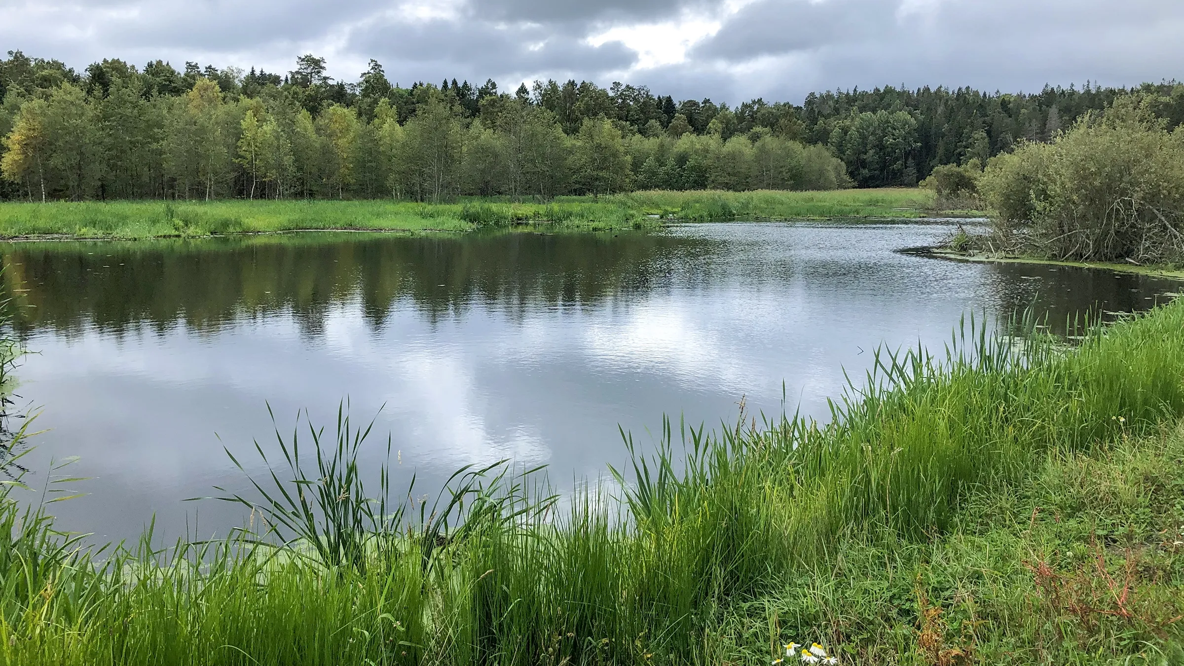 Ålö våtmark