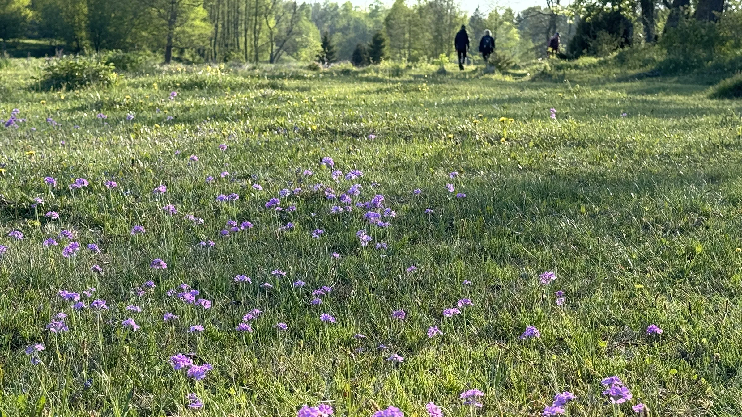 Ängsblommor