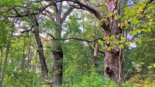 Ekar i skog