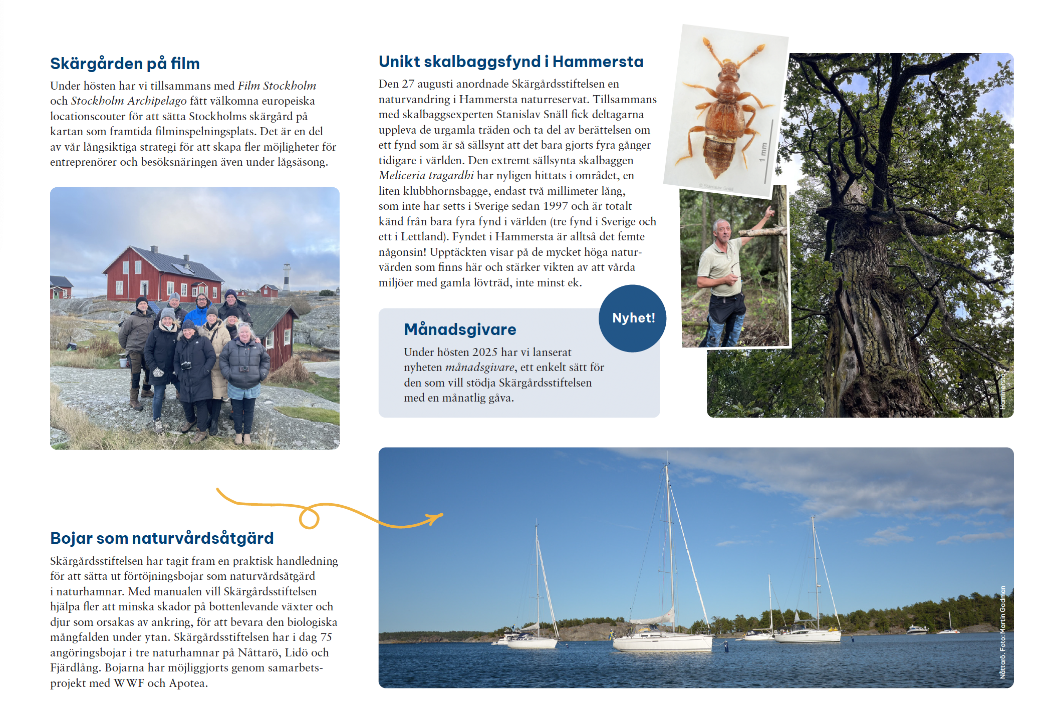 Skärgården på film
Internationella locationscouter besökte skärgården för att stärka Stockholm som framtida inspelningsplats.

Unikt skalbaggsfynd i Hammersta
Ett extremt sällsynt skalbaggsfynd gjordes i Hammersta naturreservat, vilket visar områdets höga naturvärden.

Månadsgivare
Skärgårdsstiftelsen lanserade möjligheten att bli månadsgivare och stödja verksamheten med en återkommande gåva. Bojar som naturvårdsåtgärd
Förtöjningsbojar placerades ut i naturhamnar för att minska skador på botten och skydda marina livsmiljöer.