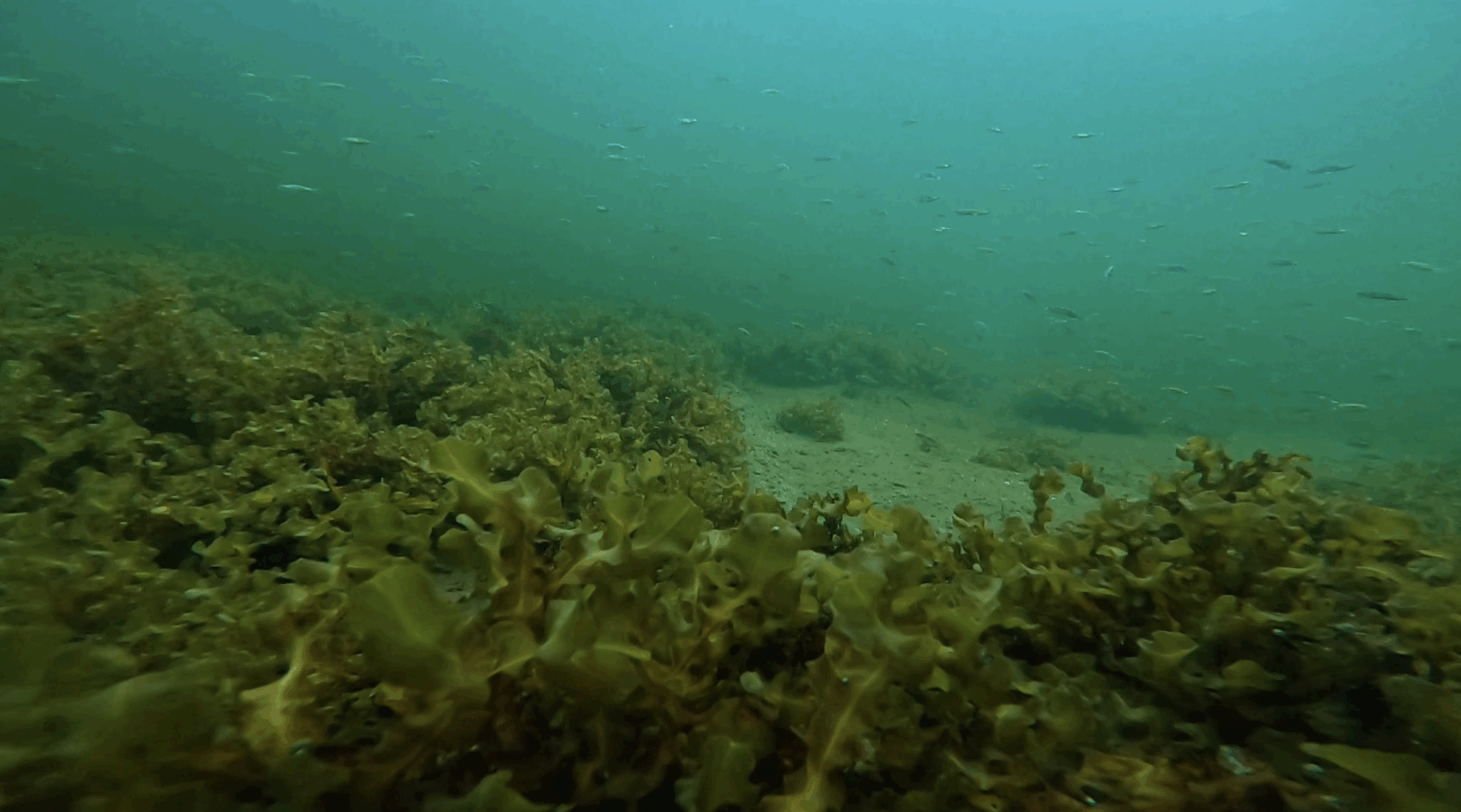 Östersjön under ytan - klarblåttvatten och blåstång