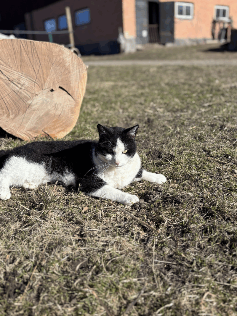 Katt på Grinda Lantbruk