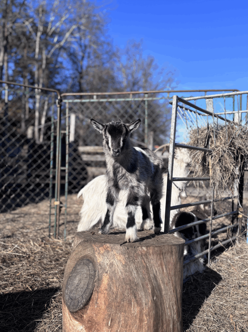 Killing Grinda Lantbruk