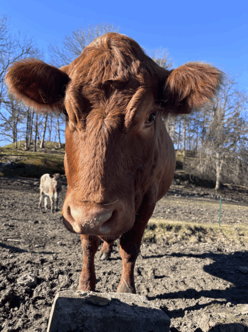 Kossan Flora på Grinda Lantbruk