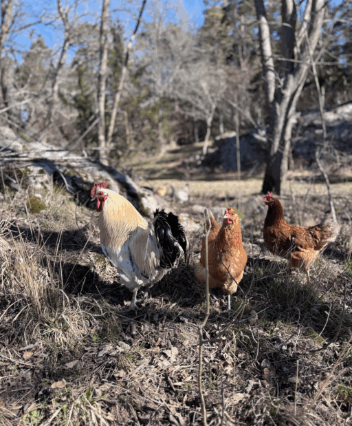 Kycklingar på Grinda Lantbruk