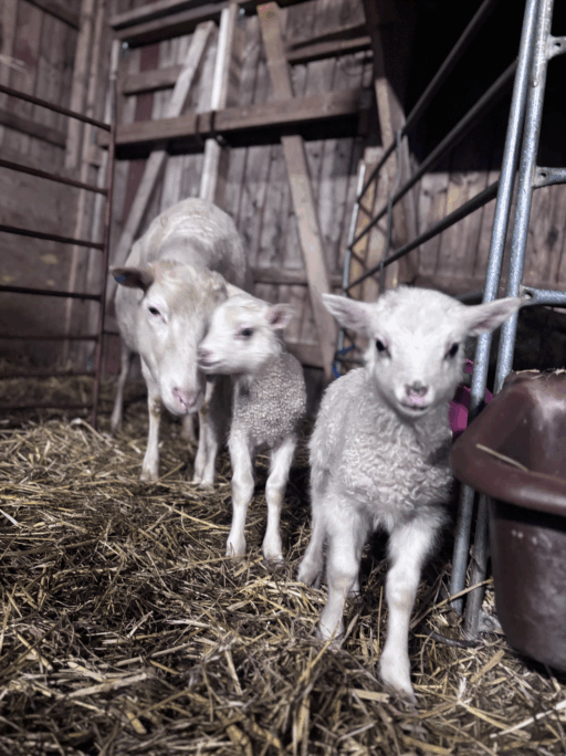 Lamm på Grinda Lantbruk