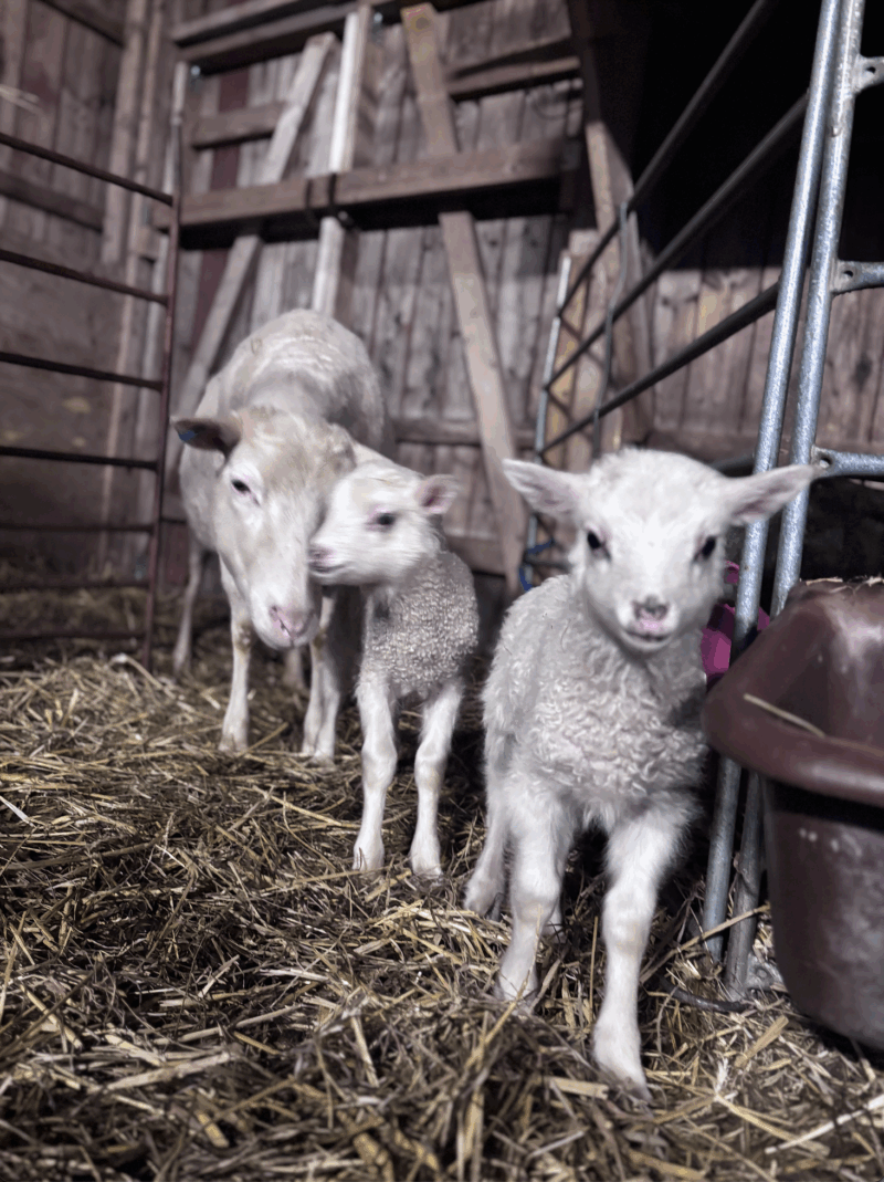 Lamm på Grinda Lantbruk
