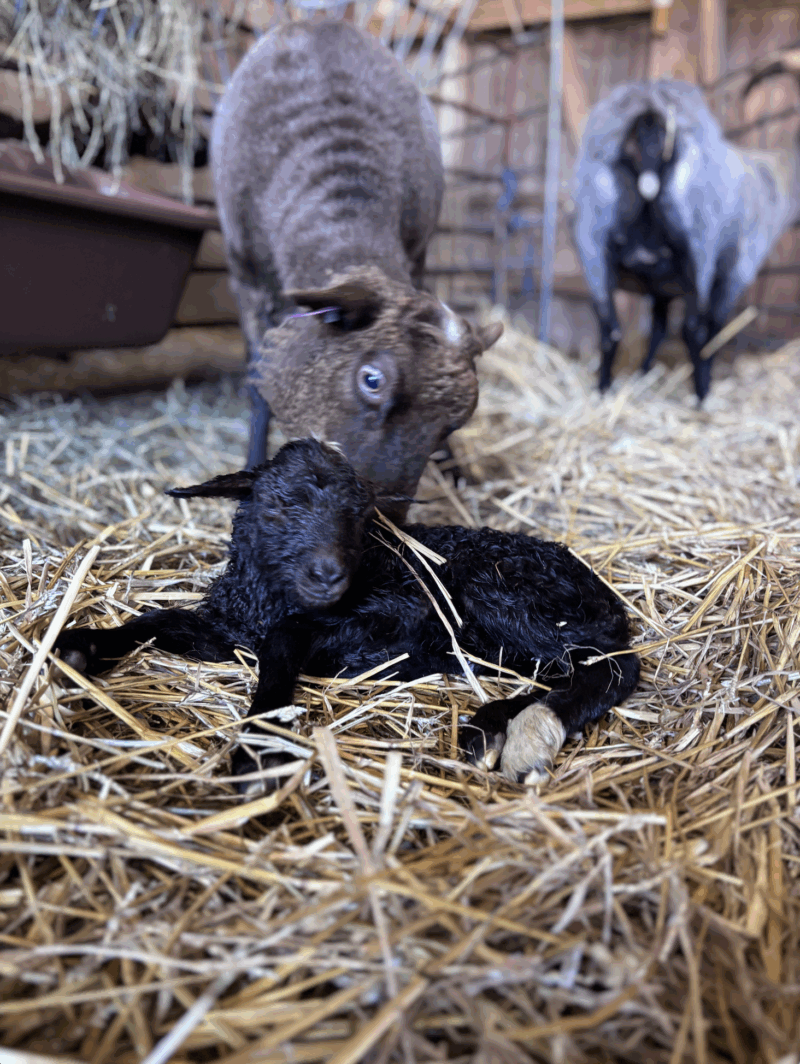Lamm på Grinda Lantbruk