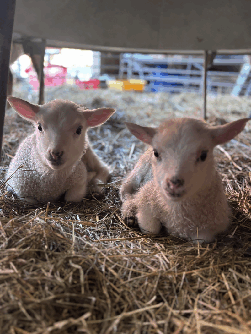 Lambi på Grinda Lantbruk