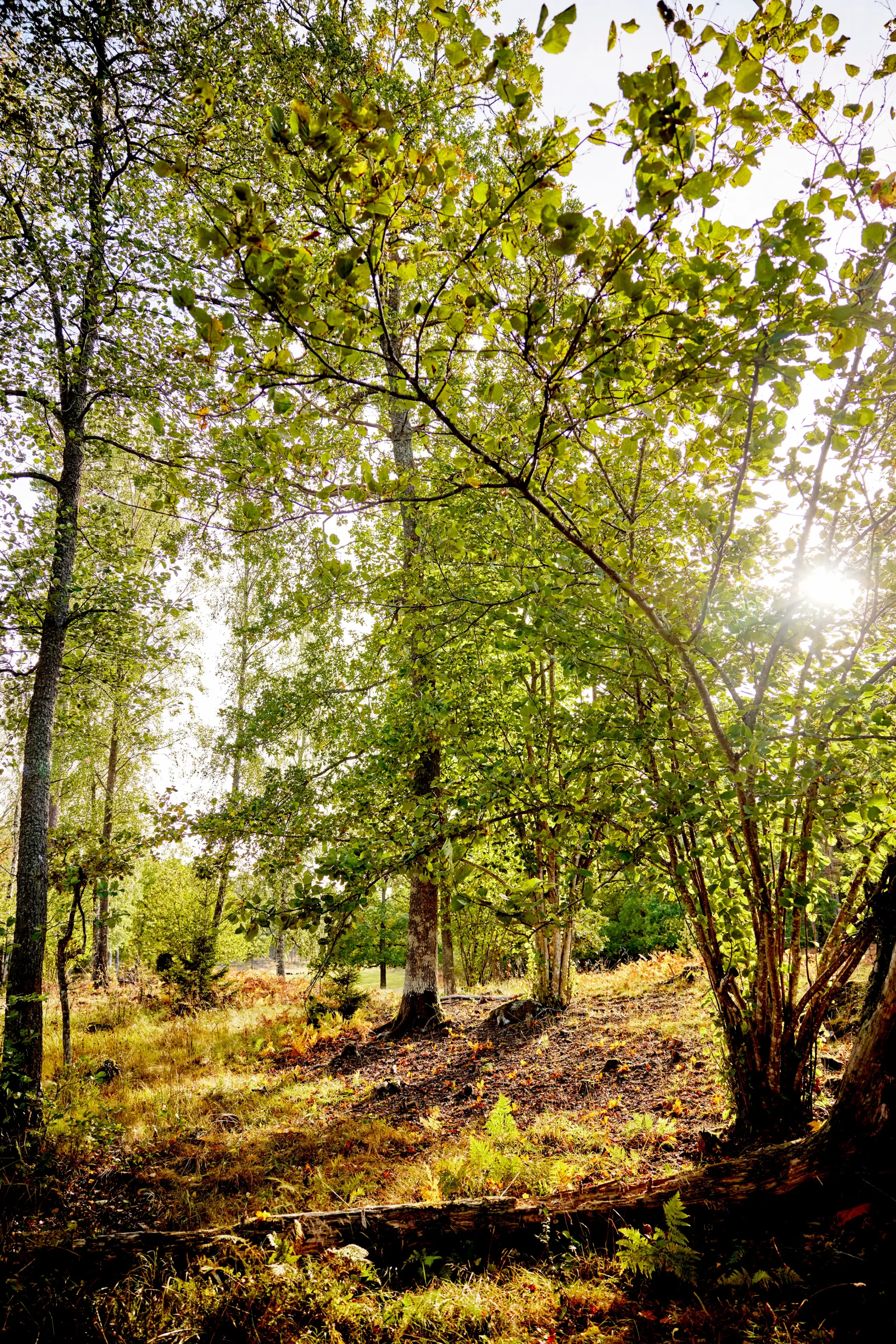 Foto: Gustaf Waesterberg