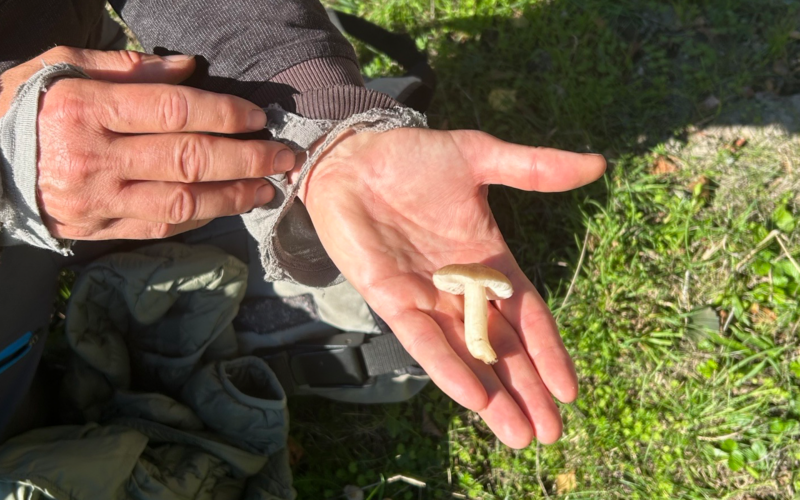 Svampen är en mjölrödskivling, rödlistad art knuten till magra betesmarker med lång kontinuitet.